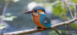 Eugy 3D - IJsvogel (Kingfisher)