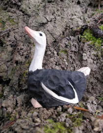 Wudimals - Struisvogel (Ostrich)