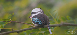 Eugy 3D - Kookaburra