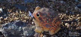 Eugy 3D - Woestijnpad (Desert Spadefoot Toad)