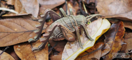Eugy 3D - Reuze Sprinkhaan (Giant Wētā)