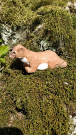 Wudimals - Hermelijn (Ermine)