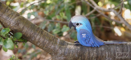 Eugy 3D - Spix's Ara (Spix's Macaw)