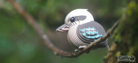 Eugy 3D - Kookaburra
