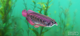 Eugy 3D - Drakenvis (Asian Arowana)