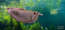 Eugy 3D - Zilveren Arowana (Silver Arowana)