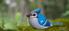 Eugy 3D - Blauwe Gaai (Blue Jay)