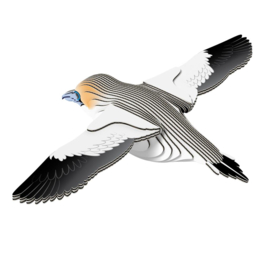 Eugy 3D - Jan-Van- Gent (Gannet #0148)