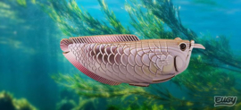 Eugy 3D - Zilveren Arowana (Silver Arowana)