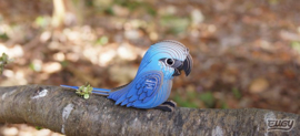 Eugy 3D - Spix's Ara (Spix's Macaw)