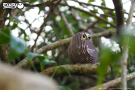 Eugy 3D - Boeboekuil (Morepork #036)