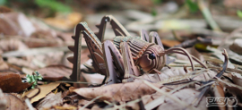 Eugy 3D - Reuze Sprinkhaan (Giant Wētā)