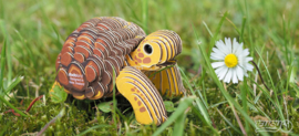 Eugy 3D - Landschildpad (Tortoise)