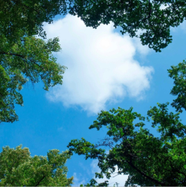 Wolk-bos plafond panelen