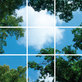 Wolk-bos plafond | Fotoprint | 9 panelen | 60x60 cm