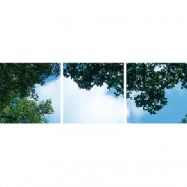 Wolk-bos plafond | Fotoprint | 3 panelen | 60x60 cm