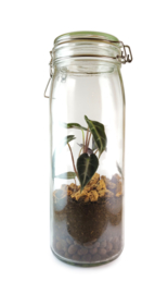 Plants in a jar L