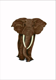 Dieren poster olifant