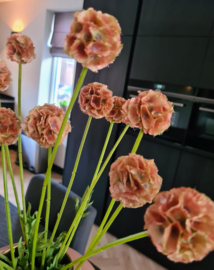 Scabiosa Spray tak