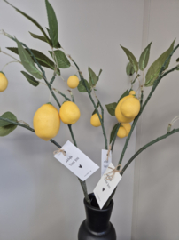 Citroen Kunsttak – Inclusief Kaartje