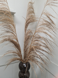 Palm naturel