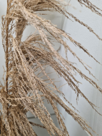 Palm naturel
