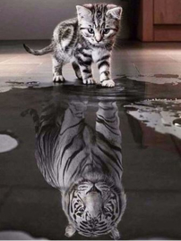 Katje tijger