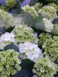 Hortensia's