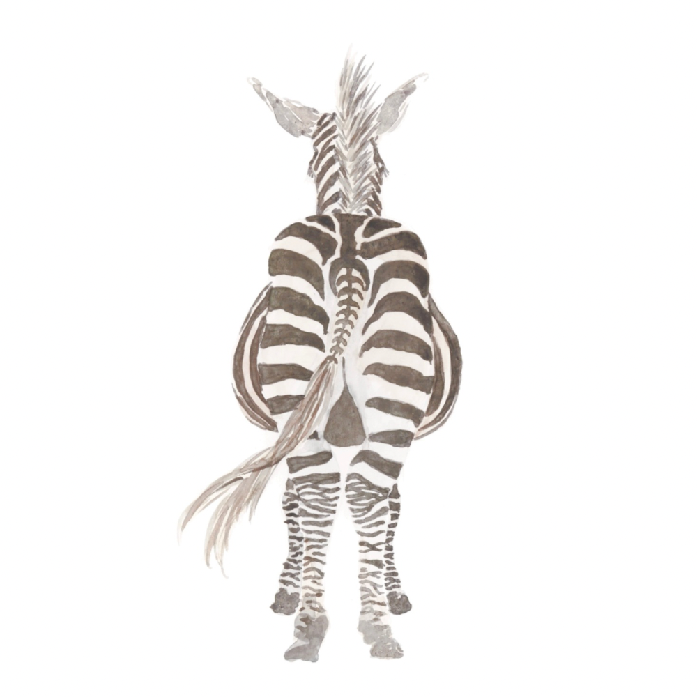 Ansichtkaart Zebra