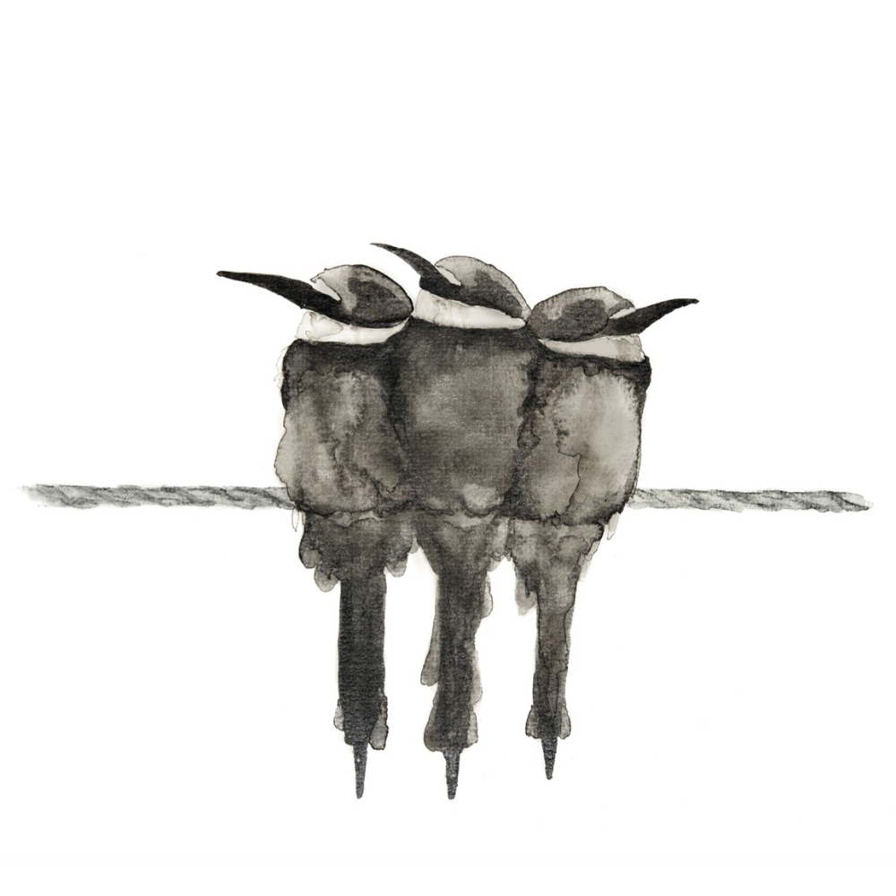 Poster Vogels