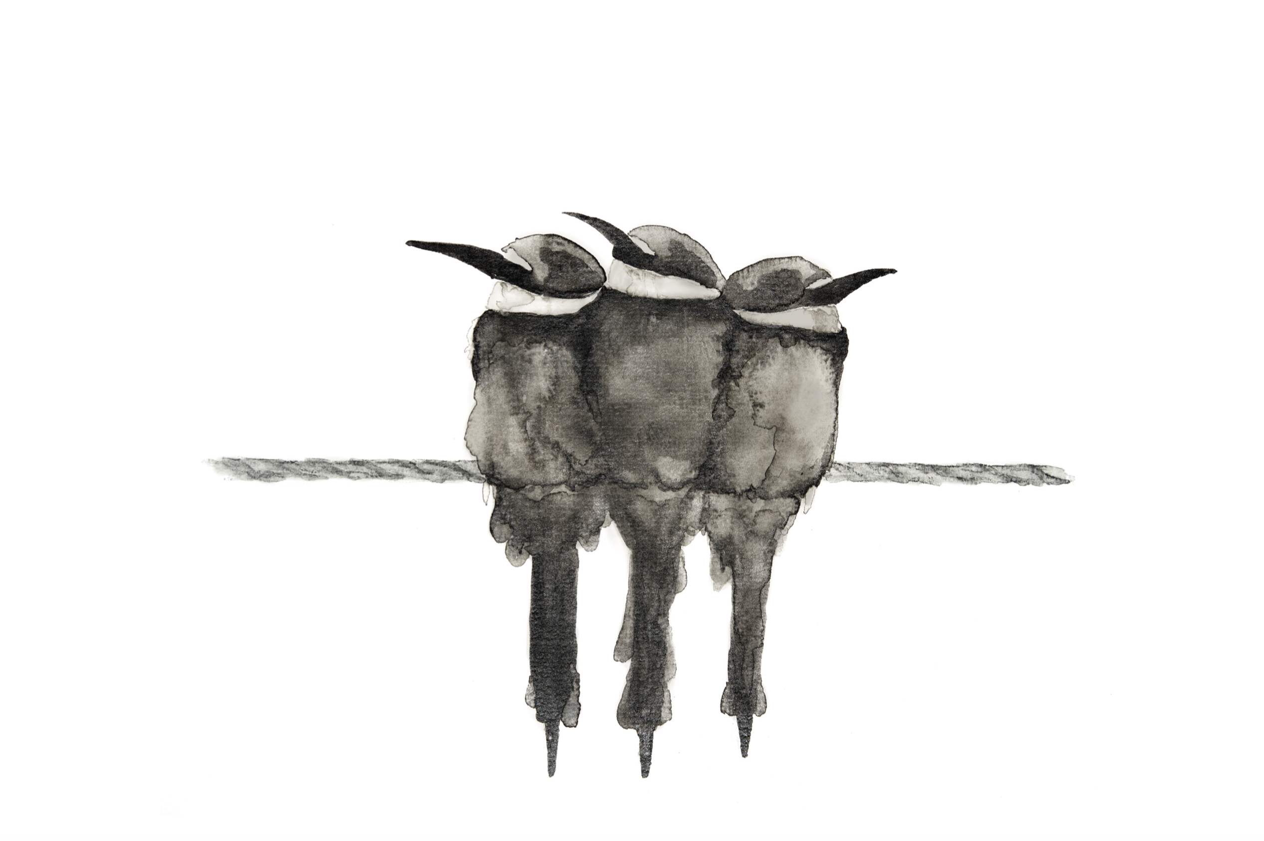 Poster Vogels