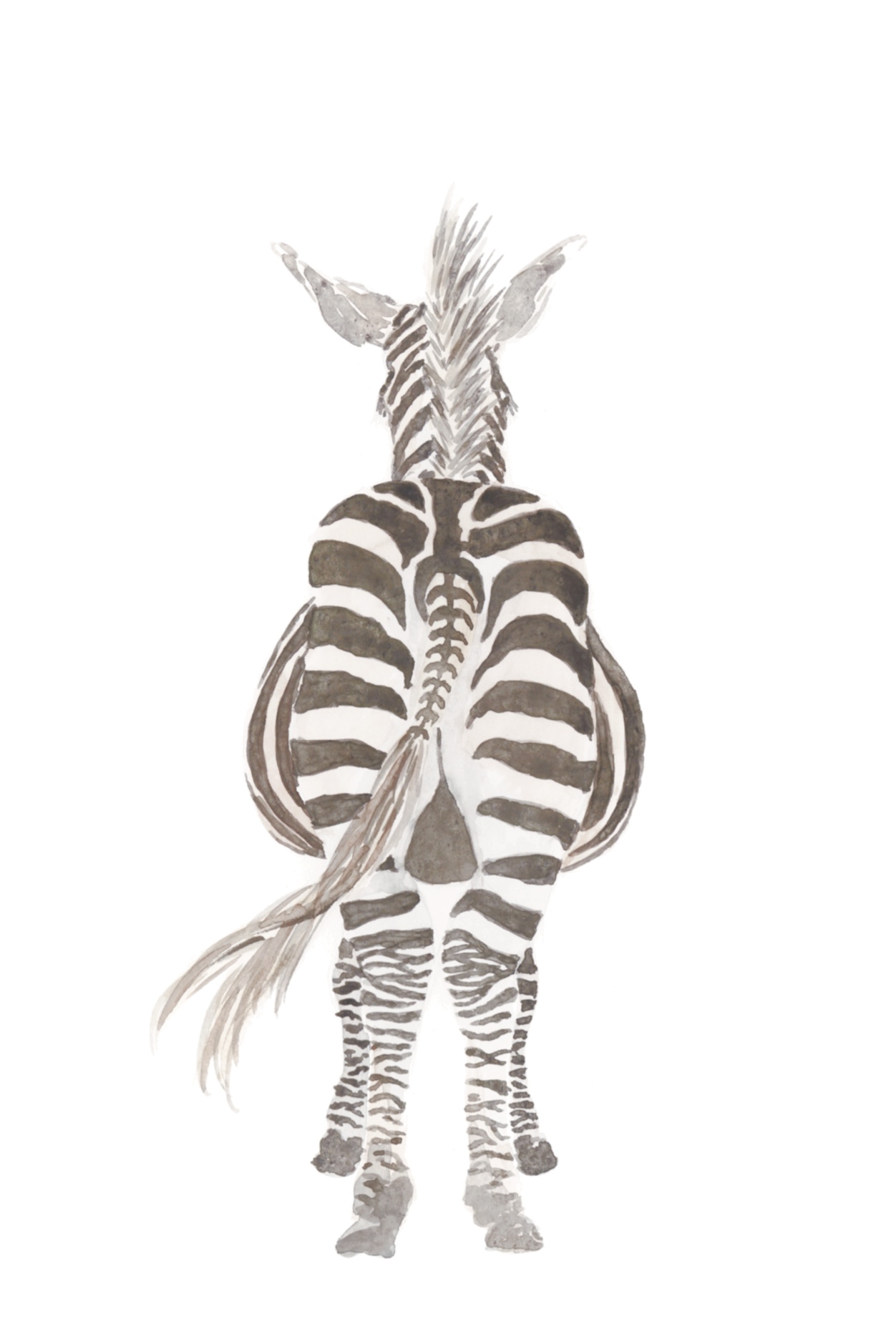 Ansichtkaart Zebra