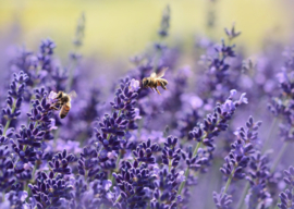 Organische lavendel eterische olie - gecertificeerd door Cosmocert. 100% puur