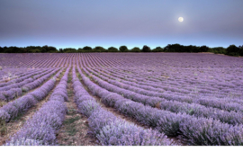 Organische lavendel eterische olie - gecertificeerd door Cosmocert. 100% puur