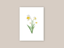 Ansichtkaart "Narcis"