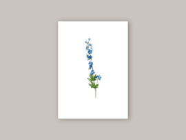 Ansichtkaart "Delphinium"