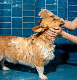 Springer honden shampoo bar
