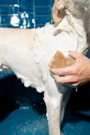 Springer honden shampoo bar