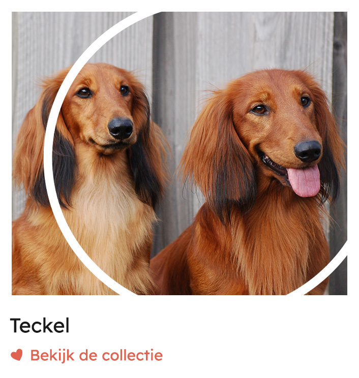Teckel, teckelshop, teckel producten | Rosso Dogstore