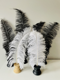 Ostrich feathers black white on stand