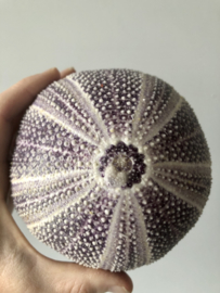 Sea urchin skeleton