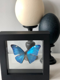 Framed Morpho Adonis