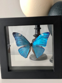 Framed Morpho Adonis