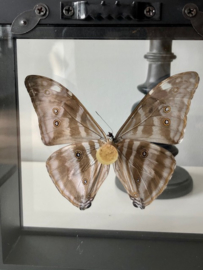 Framed Morpho Adonis