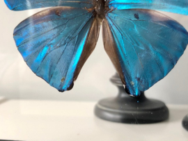 Framed Morpho Adonis