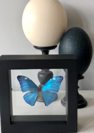 Framed Morpho Adonis