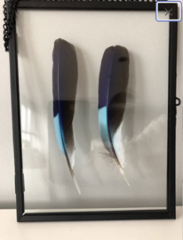 Indian roller molted  feathers in hanging frame