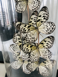 Idea leuconoe butterfly dome