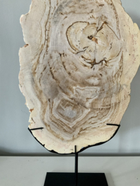 Petrified wood size L 20 million years old