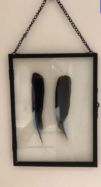 Indian roller molted  feathers in hanging frame